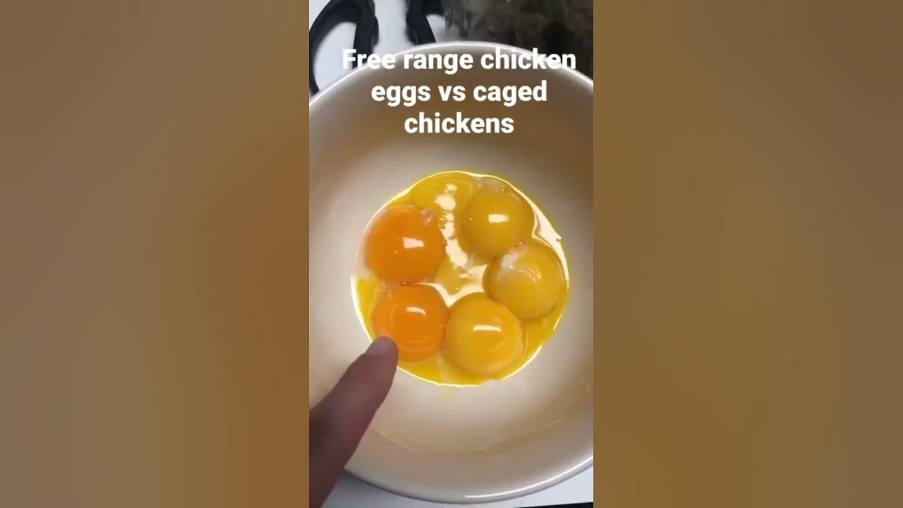 free-range-vs-caged-chicken-eggs-freerangechickens-healthawareness