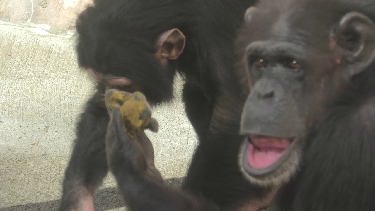 ウンチ投げの名手ポッキー 八木山動物公園 チンパンジー Youtube
