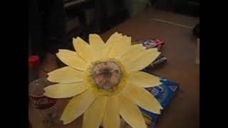 Sunflower Video 1