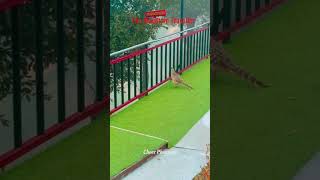 cheer Pheasant | चीर तीतर #cheerpheasant #जंगलीमुर्गी #तीतर #बटेर #rarespecies