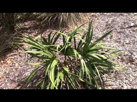 Sabal Spp. in a Comprehensive Palm collection Beachside Brevard Co Fla