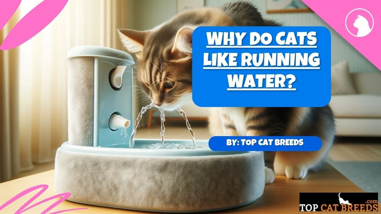 Why Do Cats Like Running Water | Top Cat Breeds