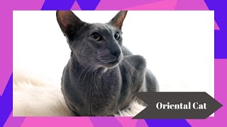 The Enigmatic Oriental Cat Breed  | History, Traits & Care Tips