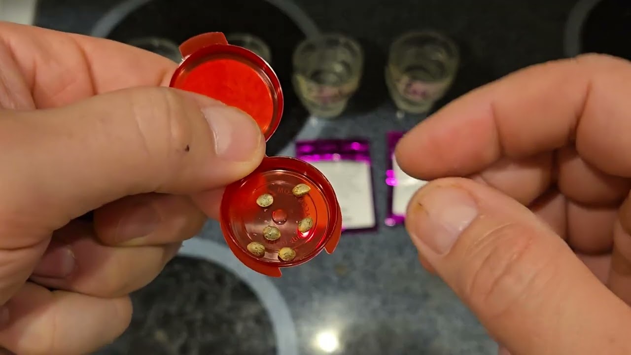 Battle of The Breeders 2:   Intro