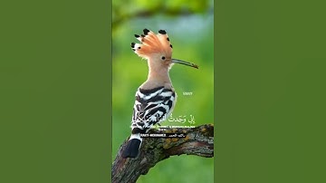 القارئ بلال دربالي 💙☪️ أكتُب شيء تؤجر عليه 🕊️