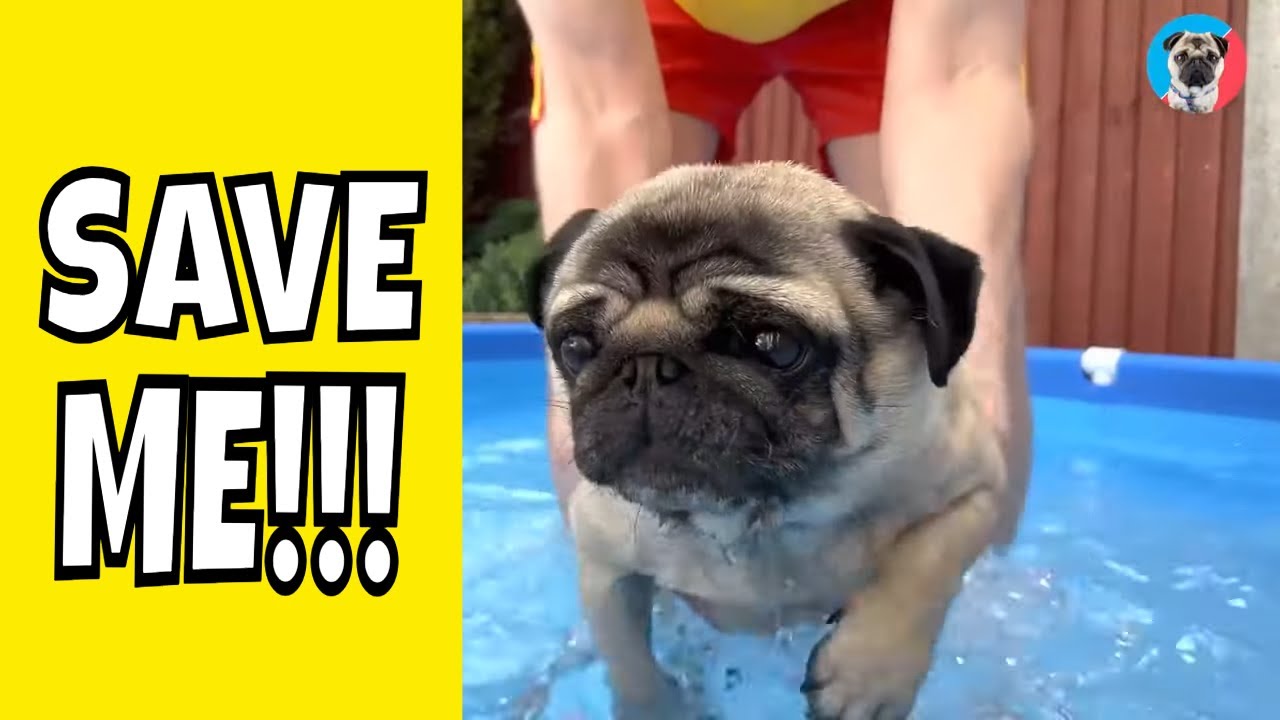 СПАСИТЕ МЕНЯ! 🙏 Мопсы умеют плавать? Урок плавания для мопсов