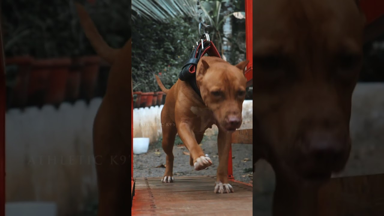 APBT WORKOUT | PITBULL | KERALA 