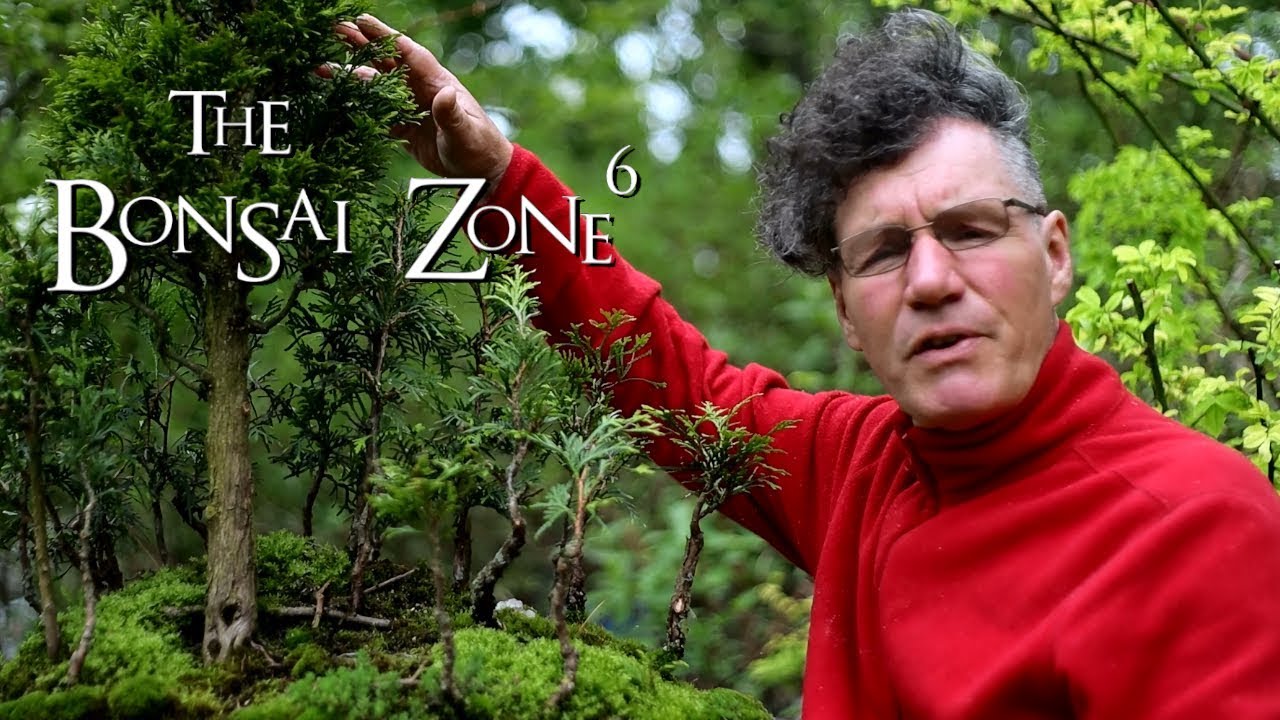 Avatar Grove Bonsai Forest, Part 2, The Bonsai Zone, May 2019