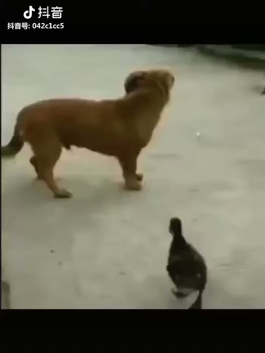 Lucu bikin ngakak bebek ngigit anu nya anjing