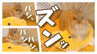 新入りに歓迎の”挨拶”をする先輩うさぎNo.309