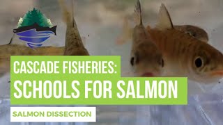 Schools for Salmon: Salmon Dissection