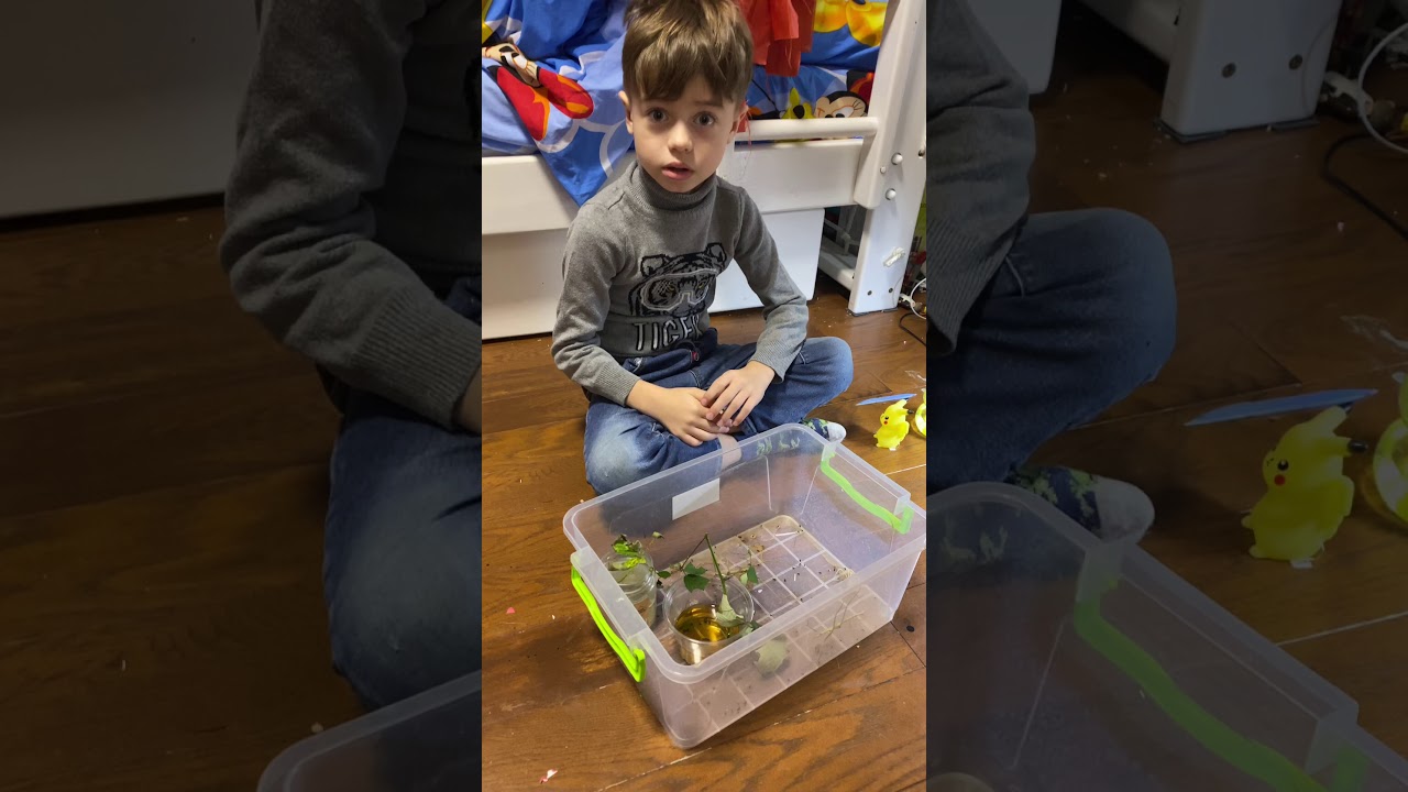 Палочник вырос и поленял