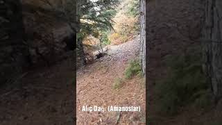 11 Kasım 2018 Orontes Alıç Dağı Amanoslar