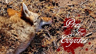 Full AMALGAM8 - PREY FOR COYOTES (Official Lyric Video) Update