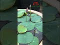 Growing mini lotus in pot #shorts