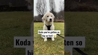 They grow up so fast! 😢 #goldenretriever #puppy #doglover #puppylove