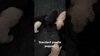 AKC standard poodle puppies. #sandiego #poodles #puppies #