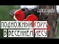 ПОДНОЖНЫЙ КОРМ в весеннем лесу. Саркосцифа алая. /  sarcoscypha coccinea