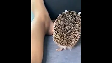 Еж