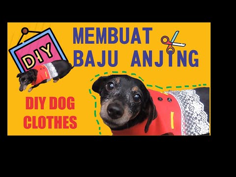 Video: Cara Menjahit Pakaian Untuk Anjing