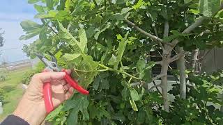 Topping, (Pruning) Grafting technique, & Fig Talk.