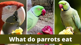 What do parrots eat | what do parrots eat in the wild | what do parrots eat and drink