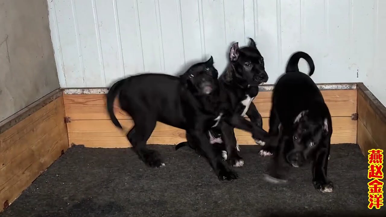 三只加纳利见主人疯狂咆哮，棍棒伺候都不拍，这胆量真大