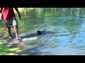 How to teach a puppy to swim early How to teach a puppy to swim early