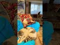 Cat relaxation😻, Kedi rahatlaması😻,#usashorts ,#cats ,#猫 ,#고양이 ,#kediler ,#gatos ,#katzen