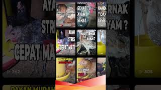 Kok Bisa GAGAL Beternak? Padahal Ilmu Gratis Tapi Nggak Dipakai !