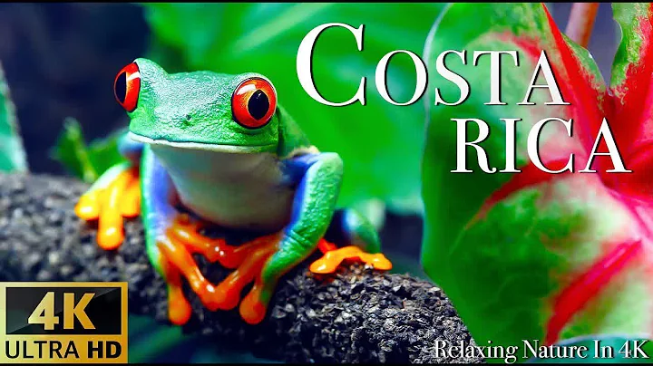 4K Wild Animals: COSTA RICA IN 4K - Relaxing Music...