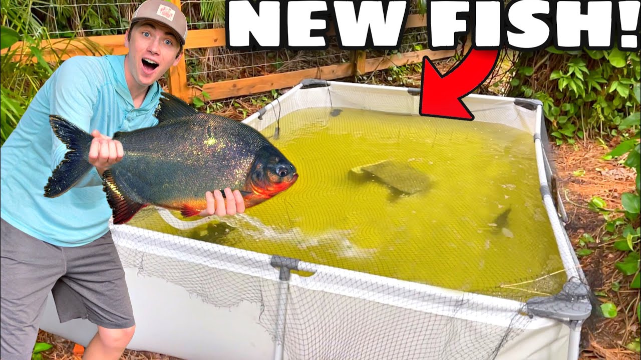 CATCHING *RARE* PIRANHA FISH For My NEW EXOTIC POND!!
