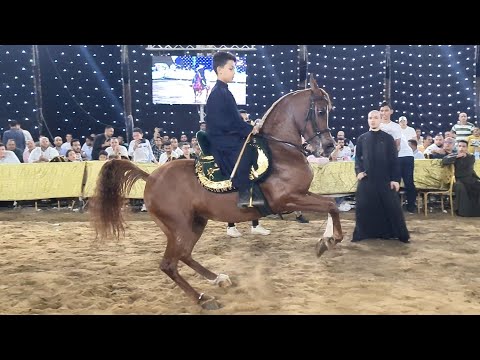 رقص خيل اصغر مدرب في مصر محمد هشام سرحان جديد في جديد حفلة السرحانة 2022
