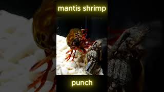 My Peacock Mantis Shrimp Scary the crab 😰