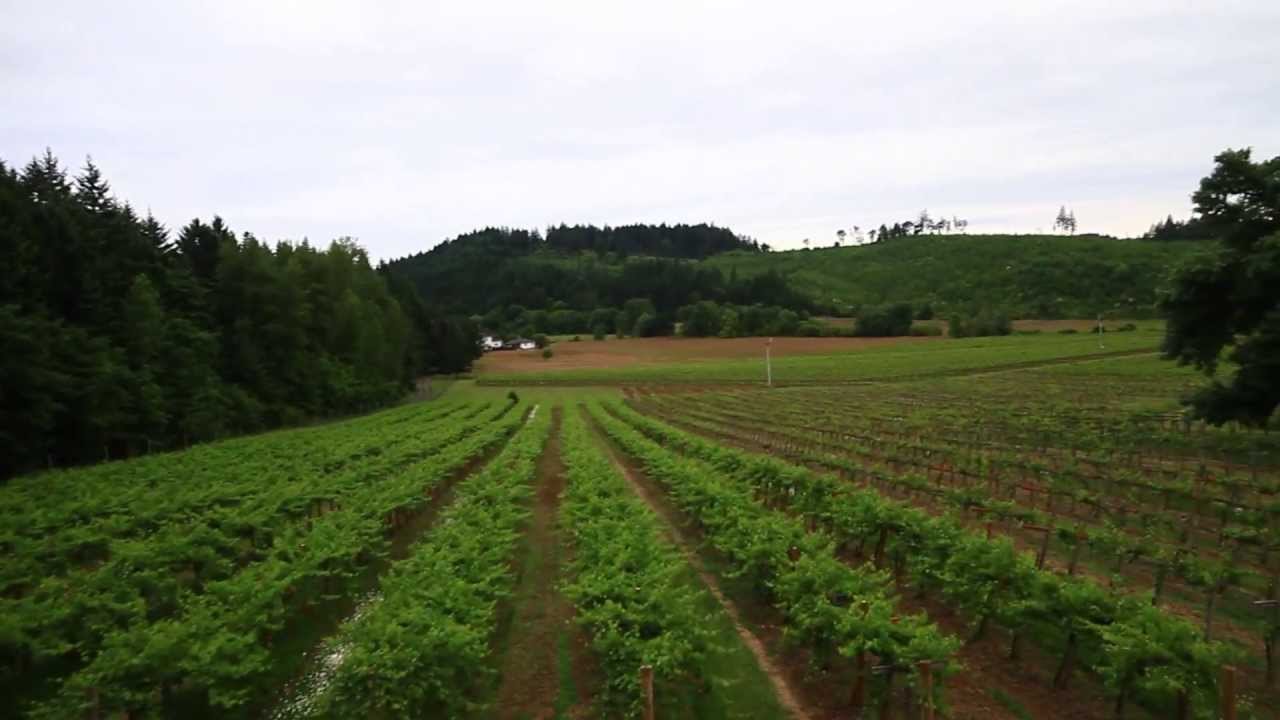 Aerial Vineyard Shoot Airlie Winery, Oregon YouTube