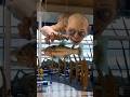 Gollum/Smeagol Sculpture at New Zealand Wellington Airport | Lord of The Rings (LOTR) | The Hobbit