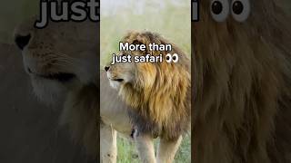 Kenya Is More Than Just Safari 🇰🇪