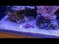 No.57 【Aquarium】 珊瑚の色揚げについて補足説明します。。