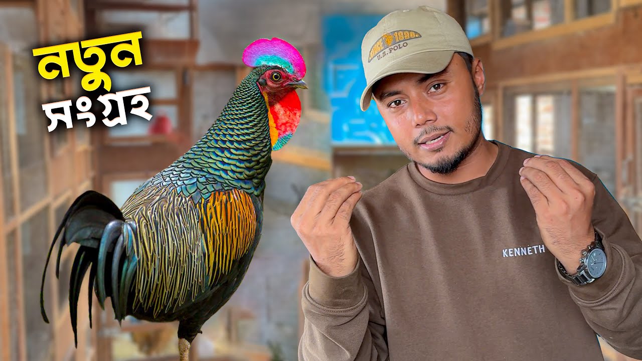 পৃথিবীর সবথেকে বিরল প্রজাতির মুরগি এনেছি 🐓