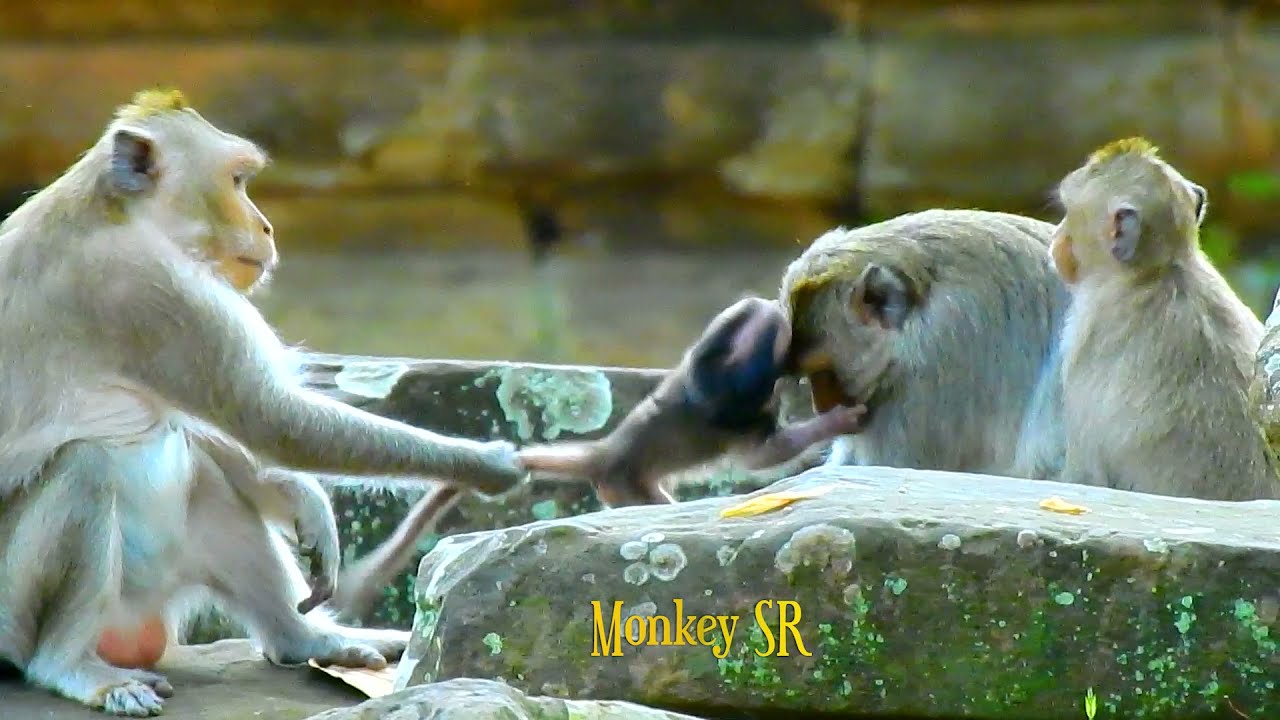 Terrify Moment! Duchess lose her mind kidnap and torturing poor baby monkey ALDER from mom ANGEL