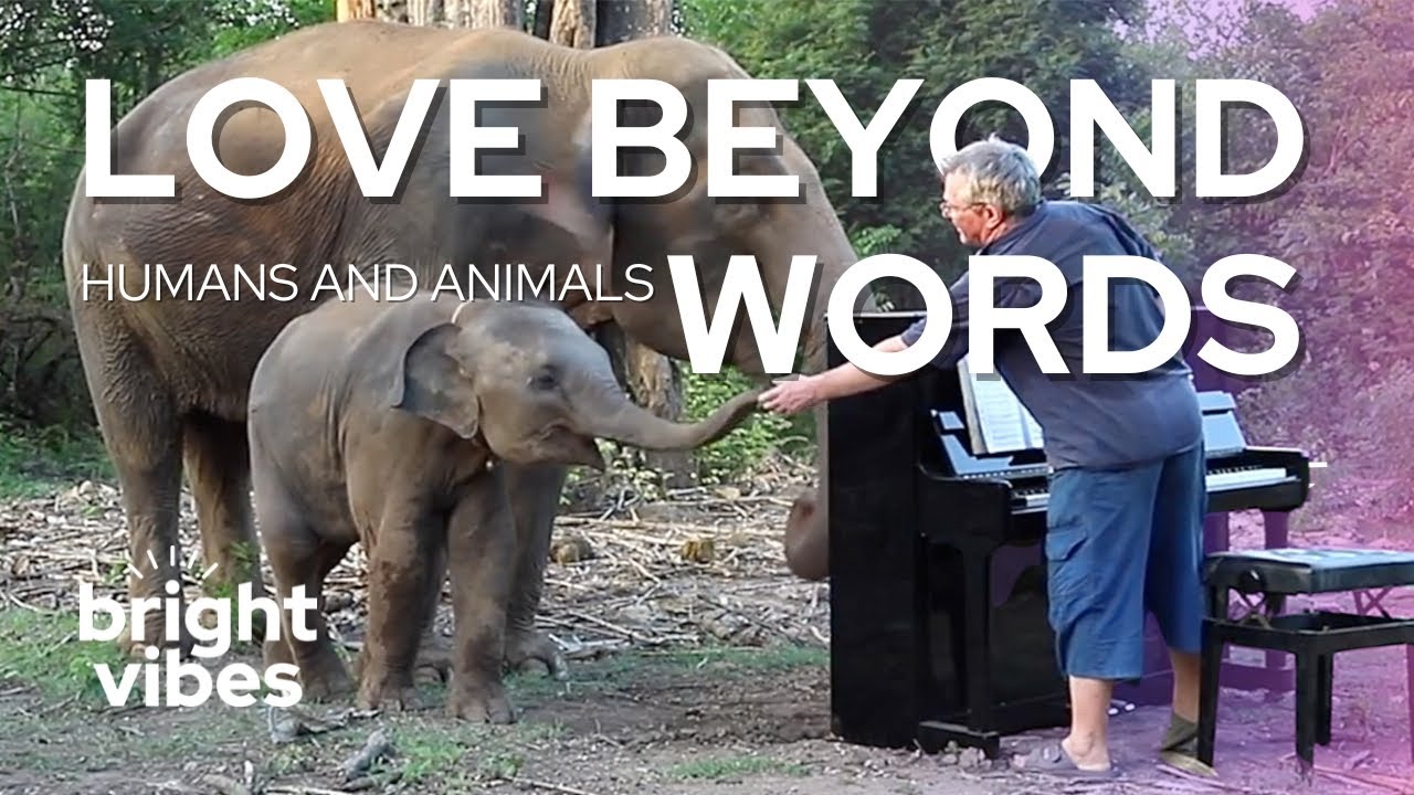 Stories of Deep Love And Kindness Between Humans And Animals