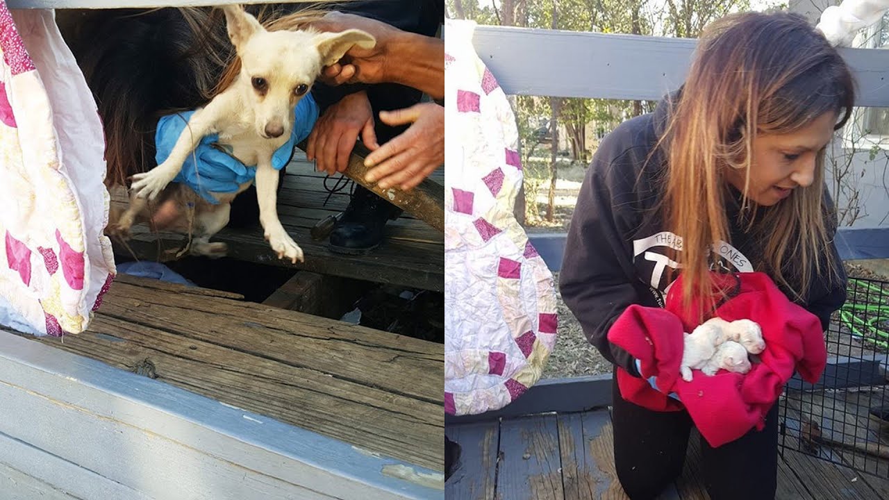 Rescue Stray Dog Stuck Under Porch Was Hiding The Tiniest Surprise