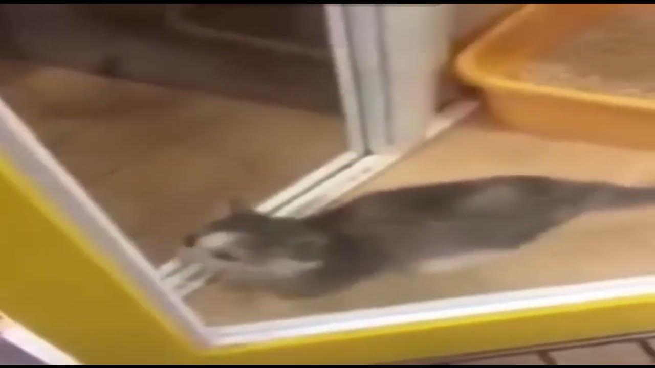 Шнапи шнапи шнапи мем с котом