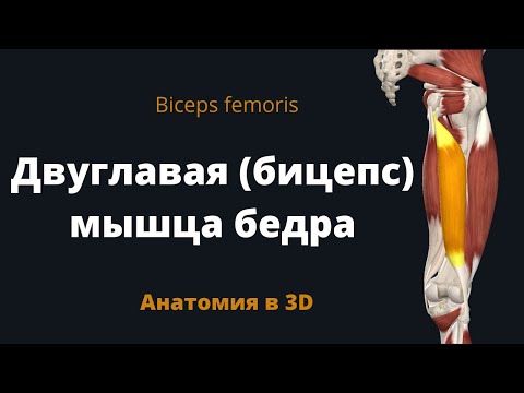 Бицепс бедра. Двуглавая мышца бедра. Biceps femoris. 3D анатомия.