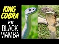 King cobra vs black mamba the ultimate showdown