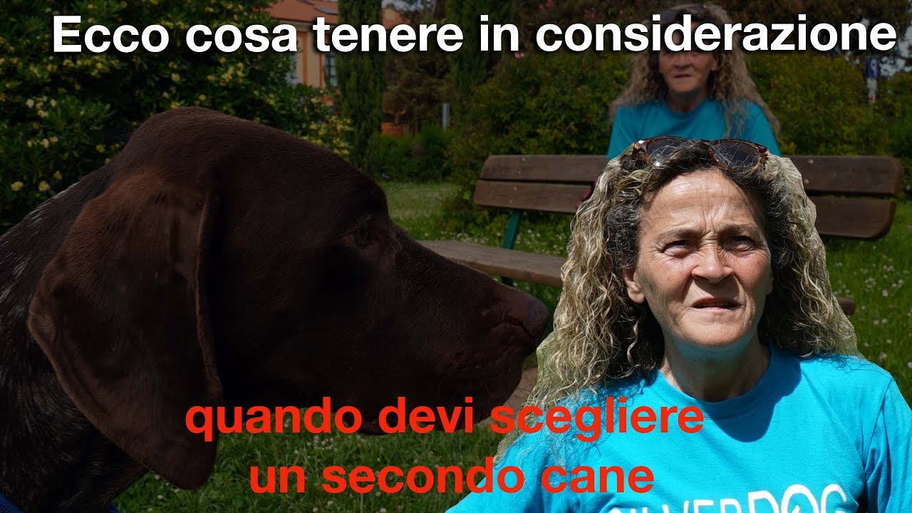 Ecco cosa tenere in considerazione quando devi scegliere un secondo cane