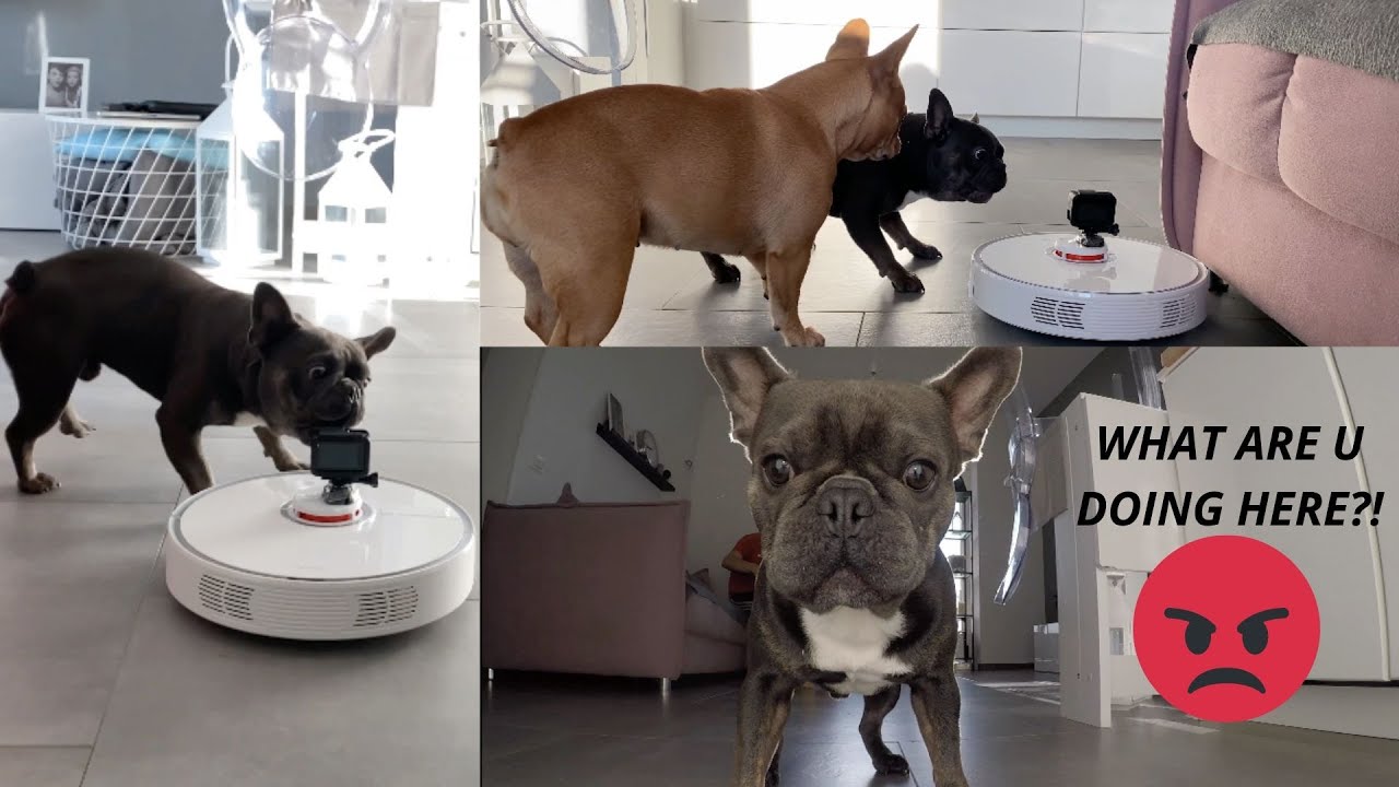 2 French Bulldogs Vs Robot Vacuum / Reacting To Vacuum YouTube