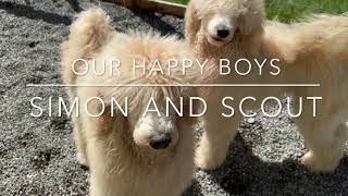 STANDARD POODLE PUPPIES 7 MONTHS OLD, FEATURING OUR BOYS SIMON AND SCOUT