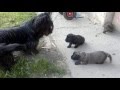 Skye Terrier puppies 2016/05/07 part I. の動画、YouTube動画。