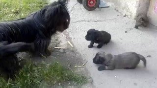 Skye Terrier puppies 2016/05/07 part I. by Bohemia Coko 6,112 views 7 years ago 1 minute, 8 seconds